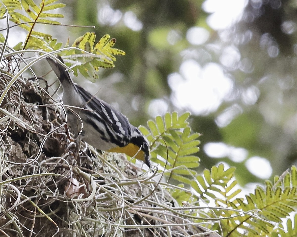 Yellow-throated Warbler - ML635556306