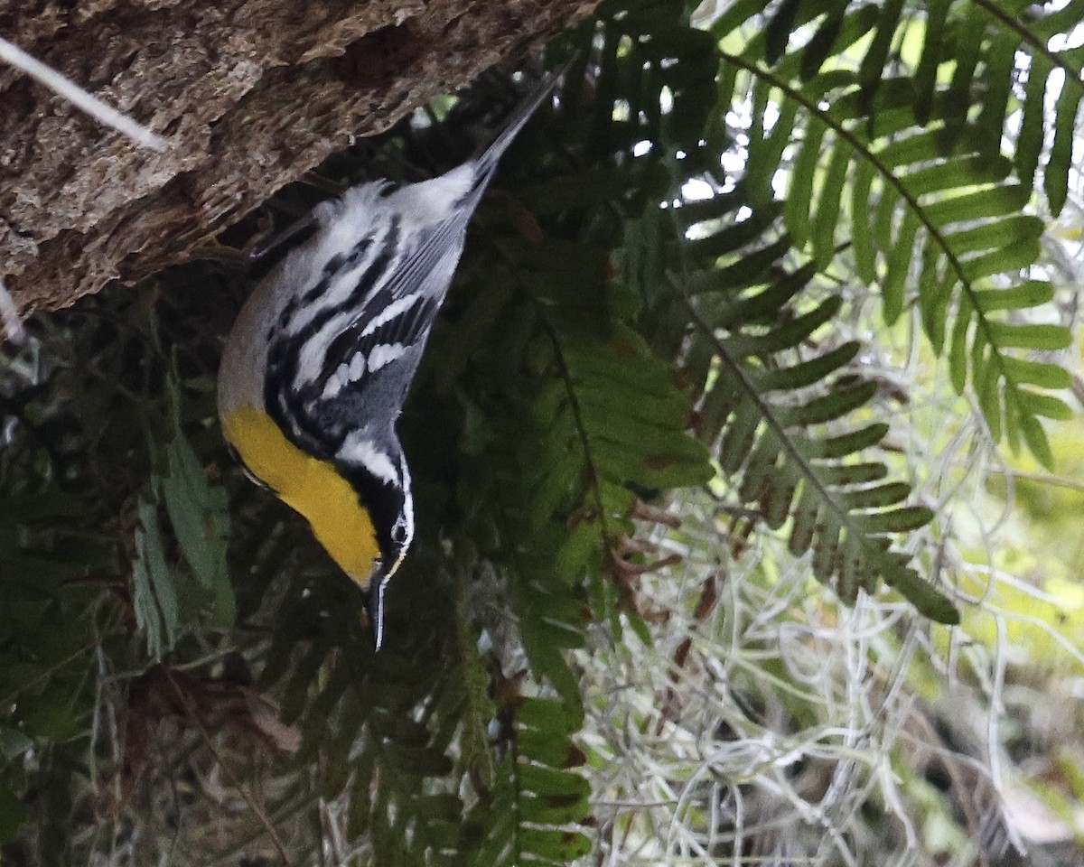 Yellow-throated Warbler - ML635556307