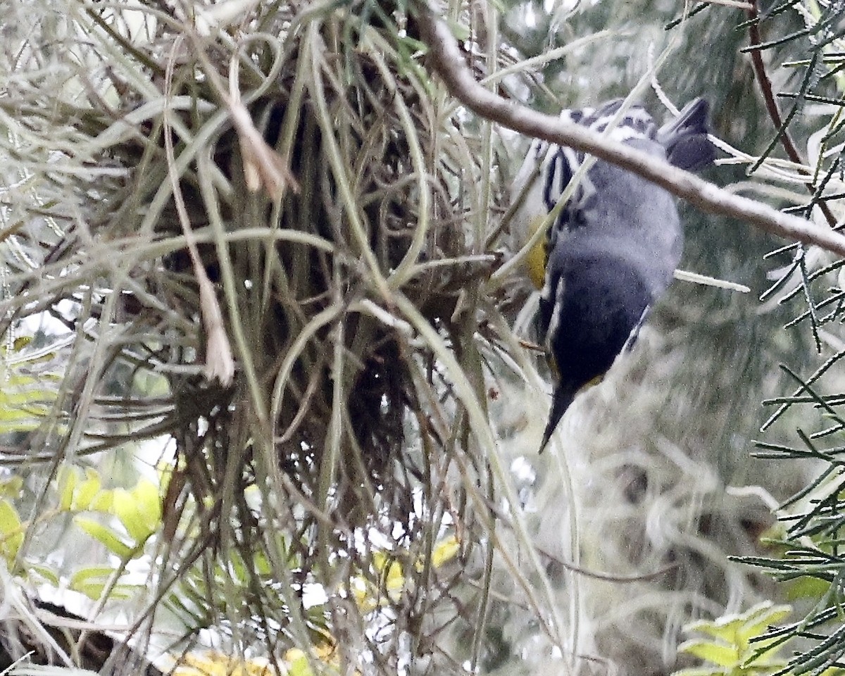 Yellow-throated Warbler - ML635556308