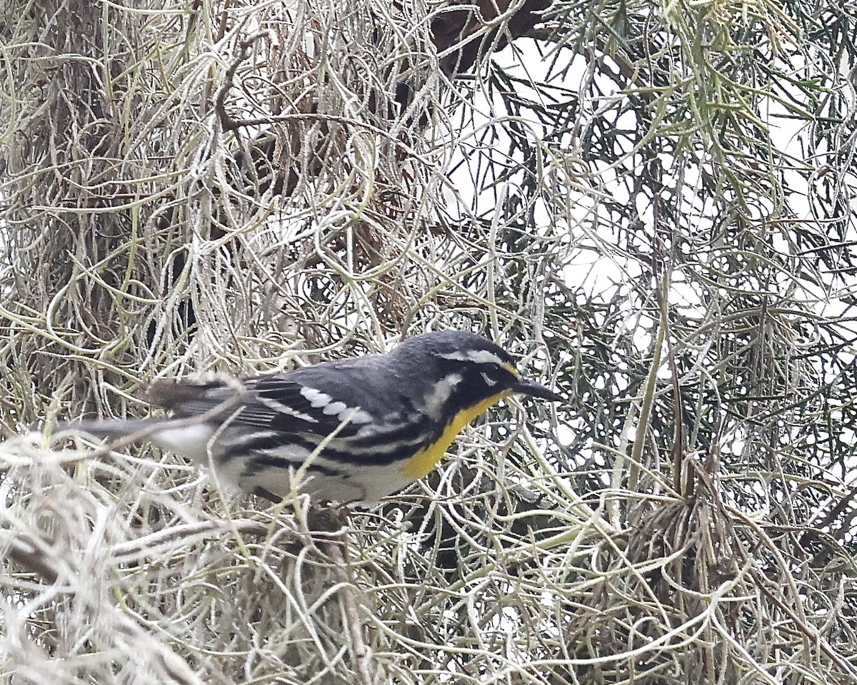 Yellow-throated Warbler - ML635556309