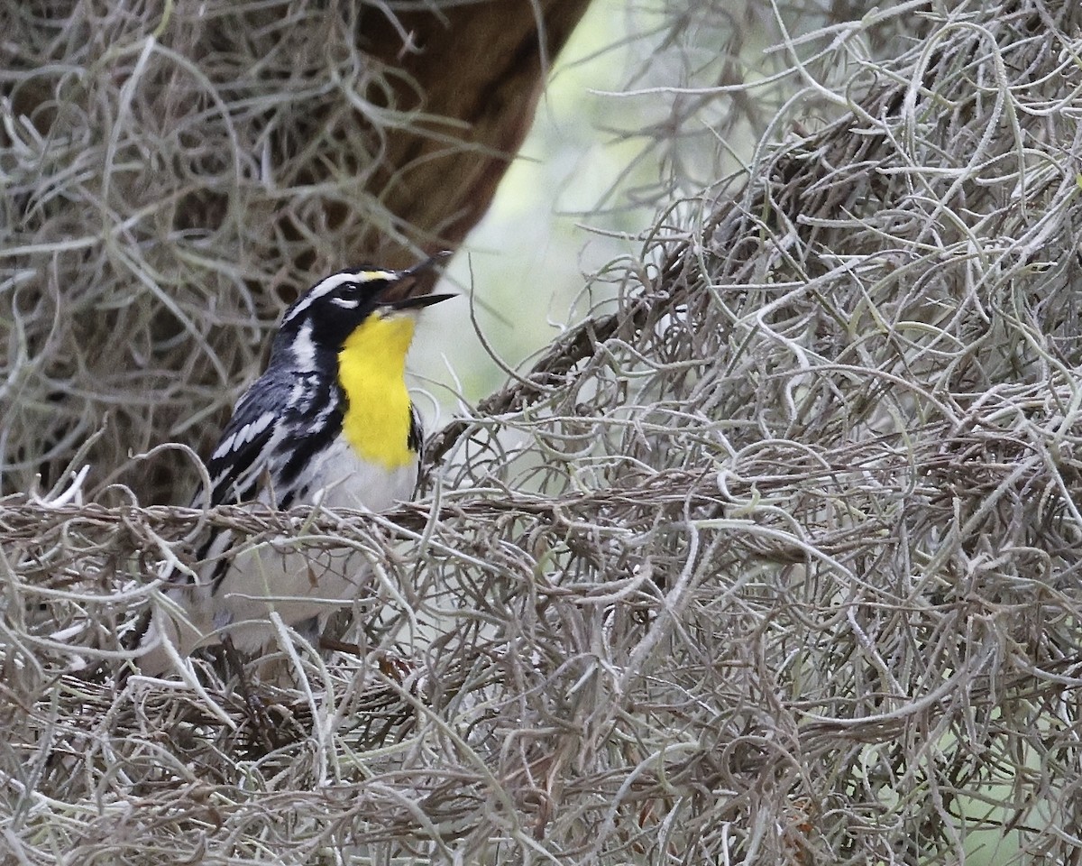 Yellow-throated Warbler - ML635556310