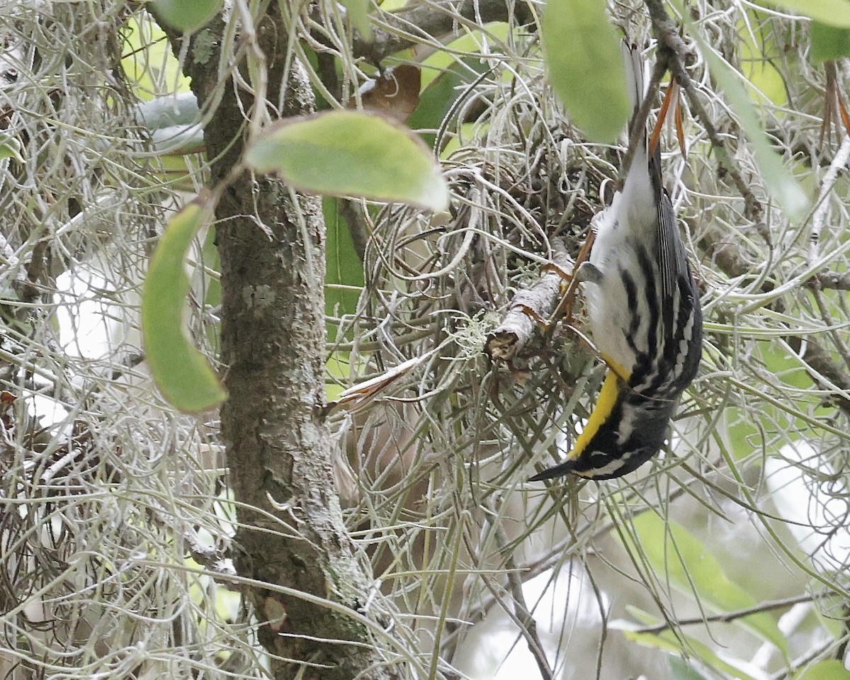 Yellow-throated Warbler - ML635556311