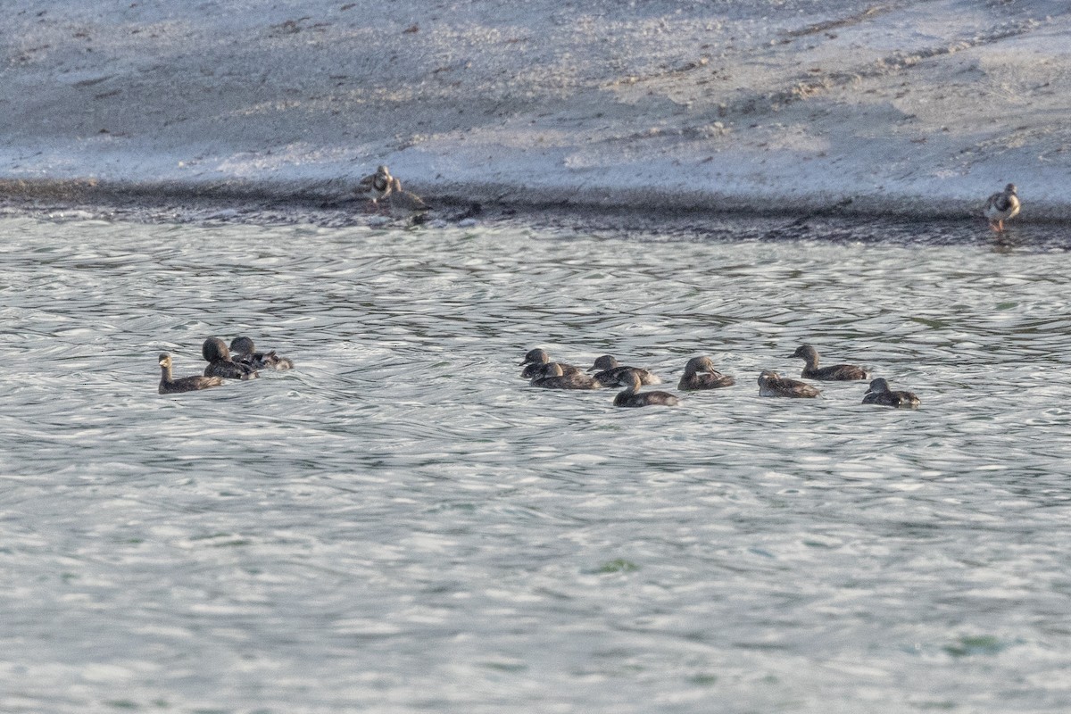 Южноамериканская поганка - ML635556324