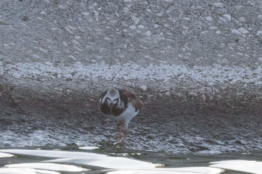 Камнешарка - ML635556330