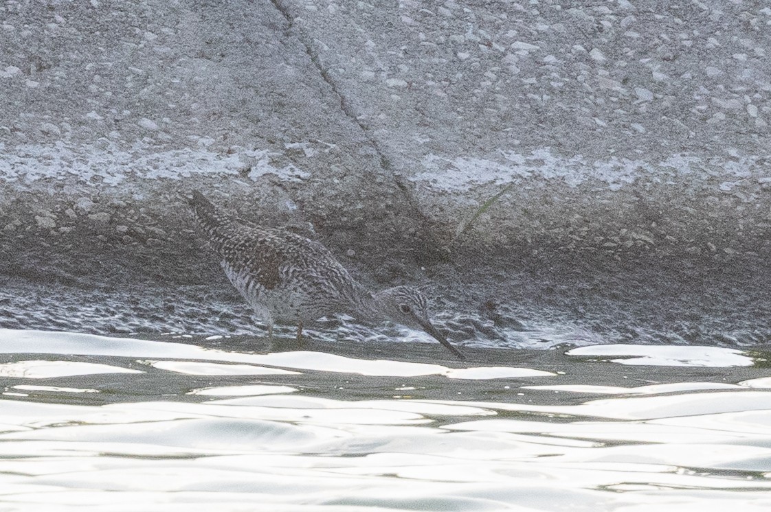 Желтоногий улит - ML635556336