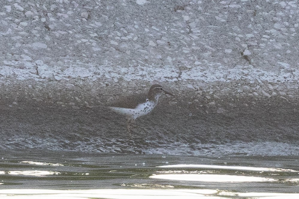 Пятнистый перевозчик - ML635556345