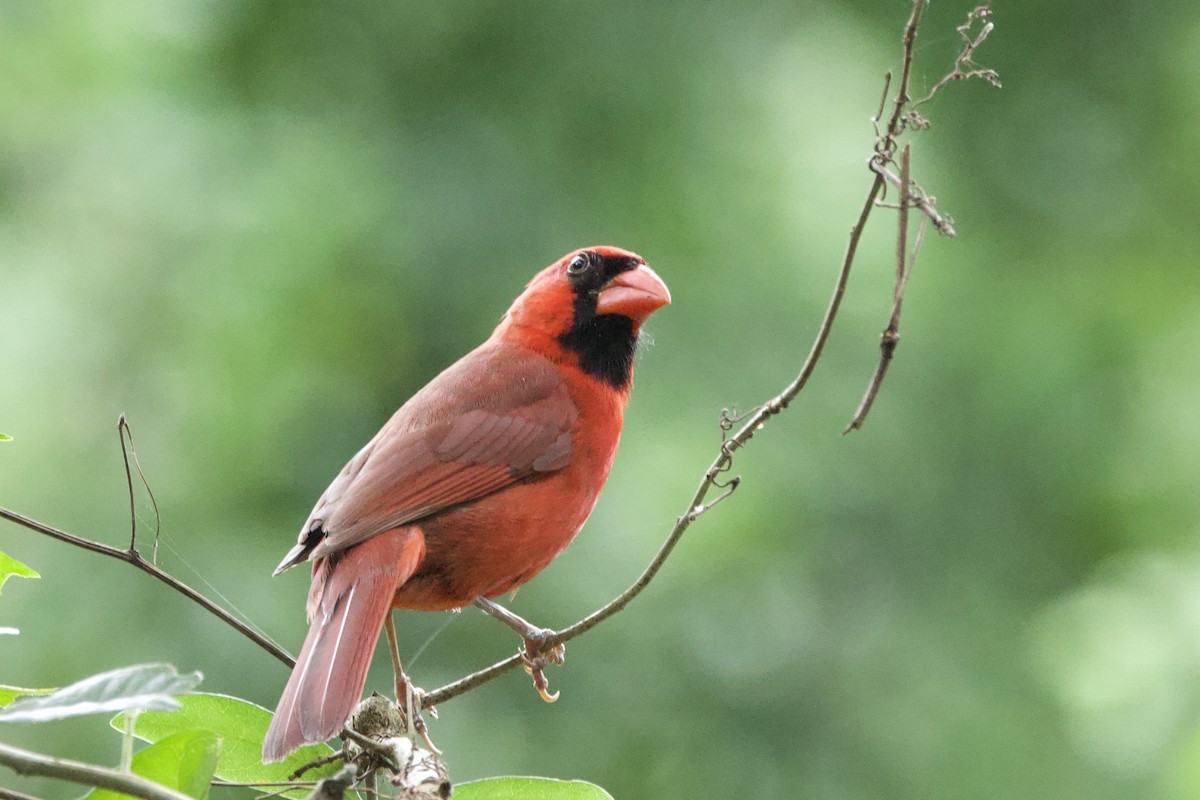 Northern Cardinal - ML635556371
