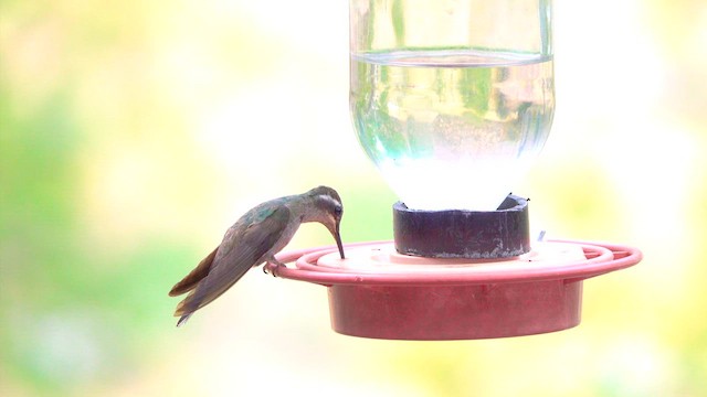 Blue-throated Mountain-gem - ML635556377