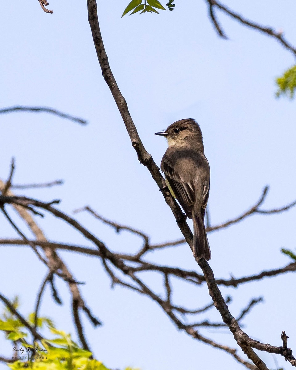 Eastern Phoebe - ML635556395