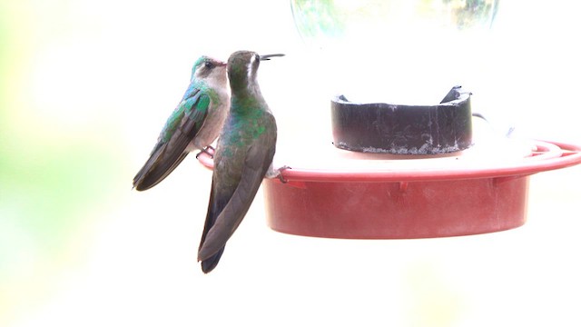 Blue-throated Mountain-gem - ML635556404