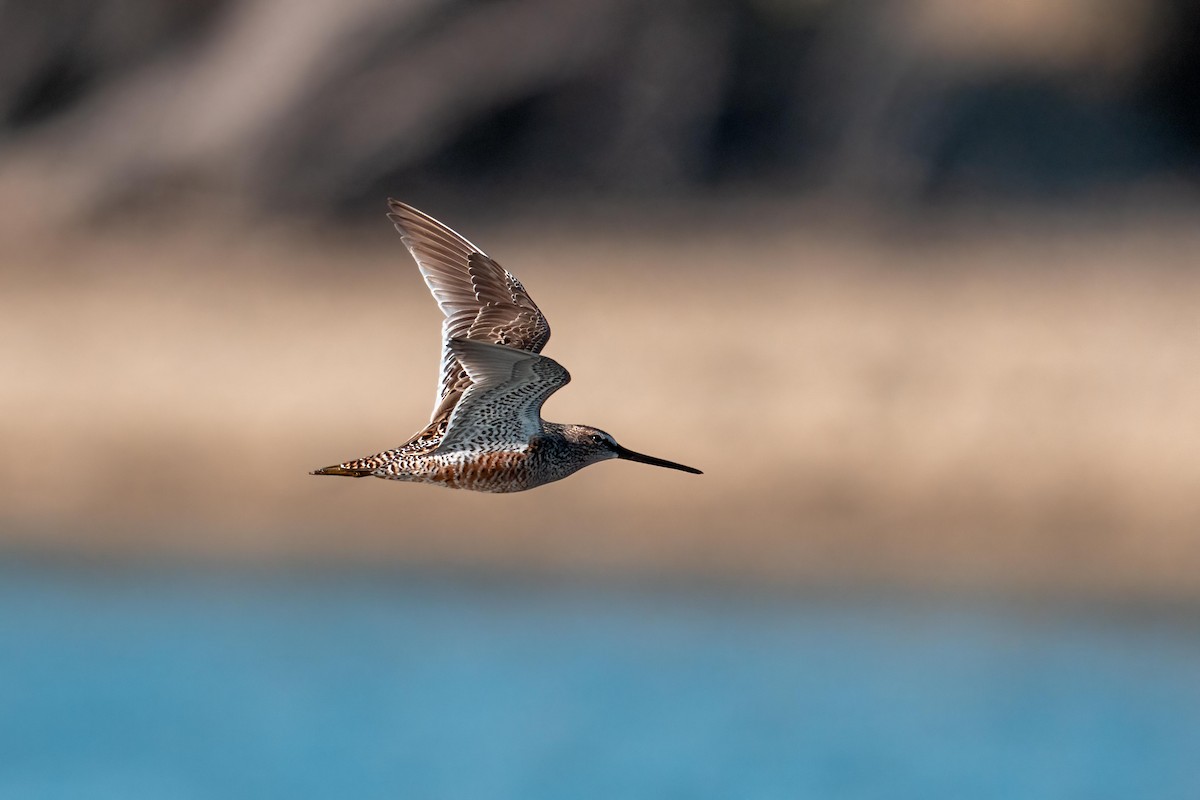Long-billed Dowitcher - ML635556414