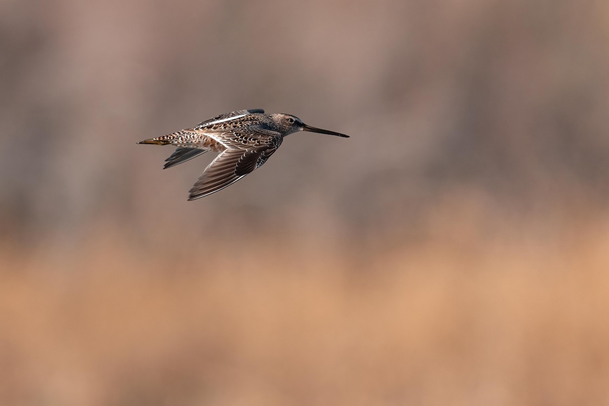 Long-billed Dowitcher - ML635556415