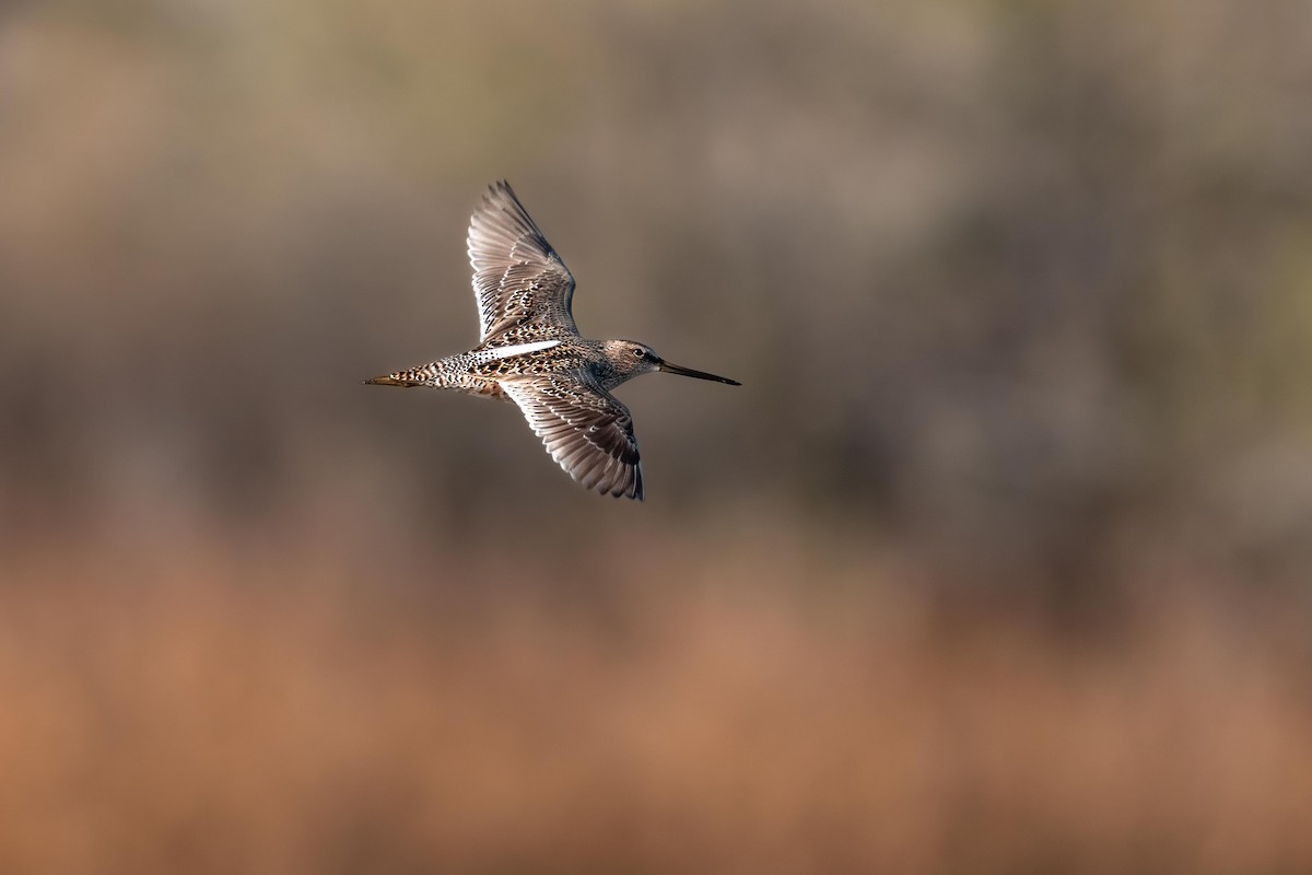 Long-billed Dowitcher - ML635556486