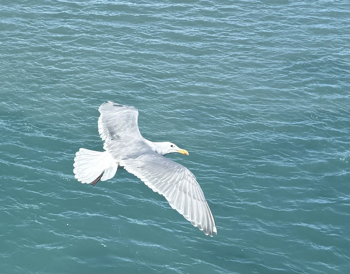 Glaucous-winged Gull - ML635556498