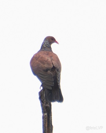 Scaled Pigeon - ML635556549