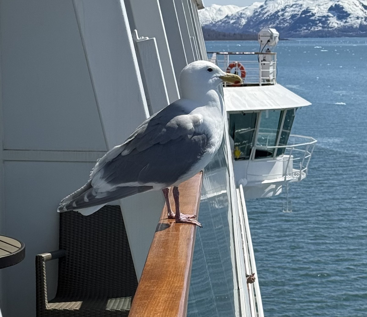 Glaucous-winged Gull - ML635556634