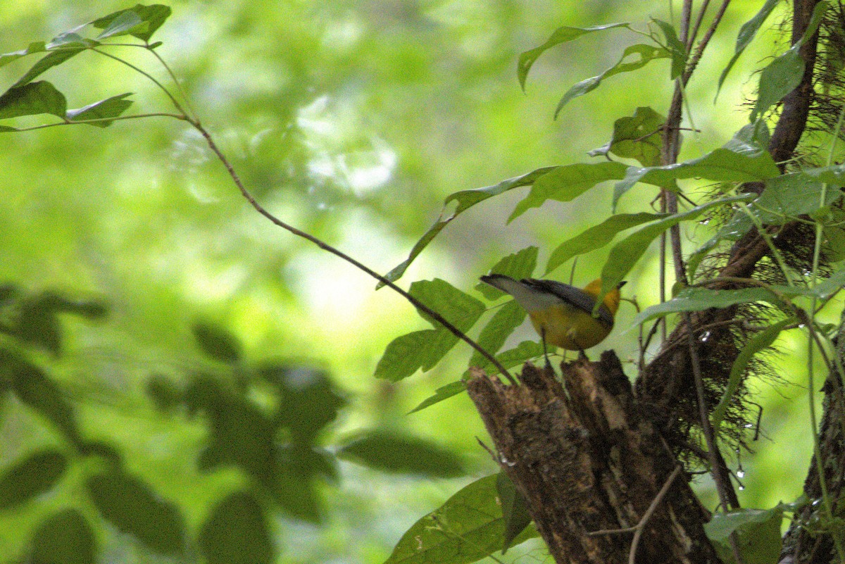 Prothonotary Warbler - ML635556655