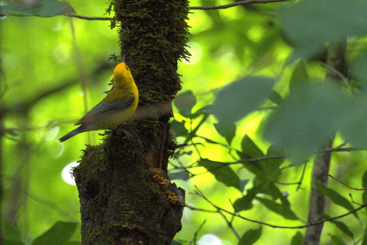 Prothonotary Warbler - ML635556657