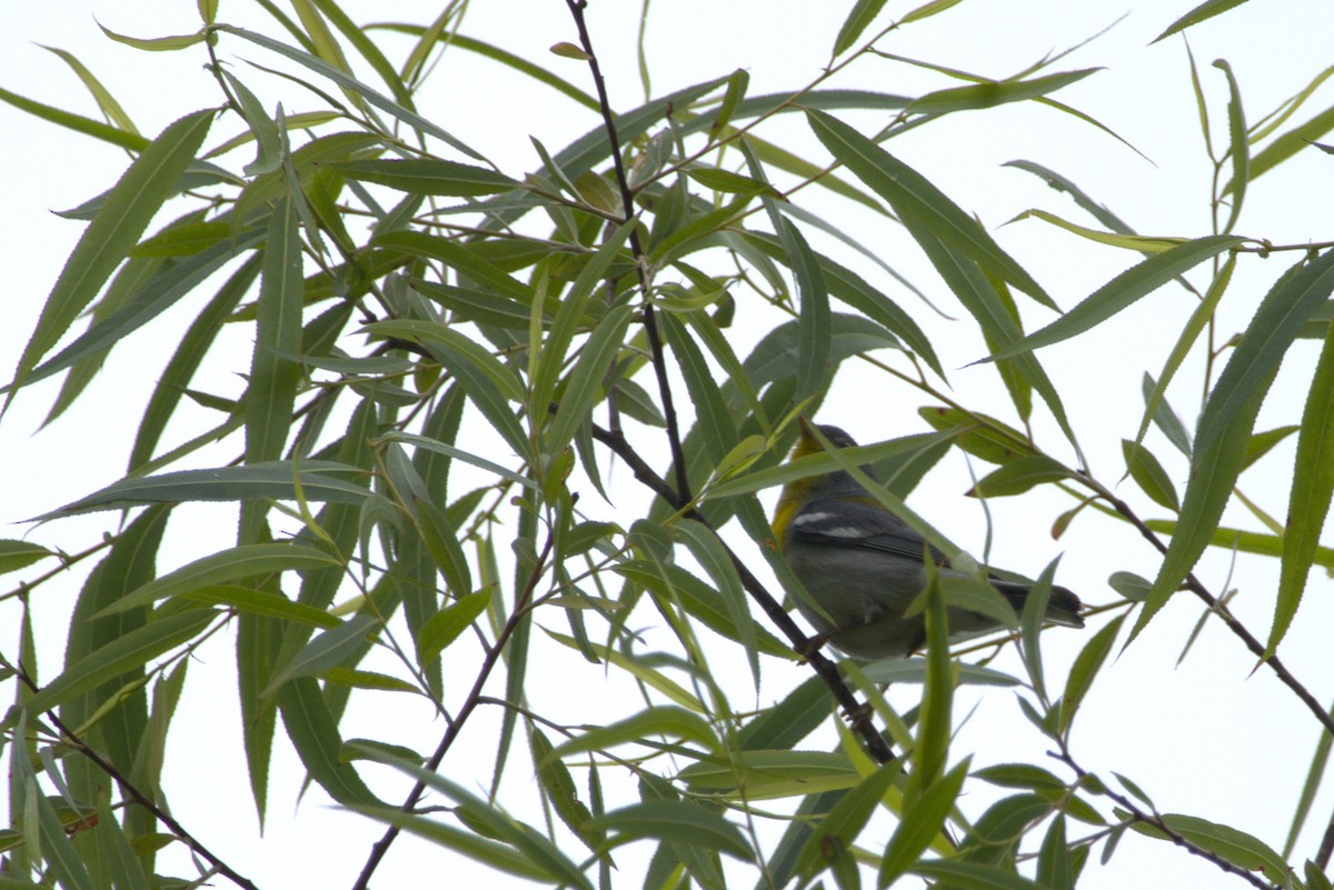 Northern Parula - ML635556662