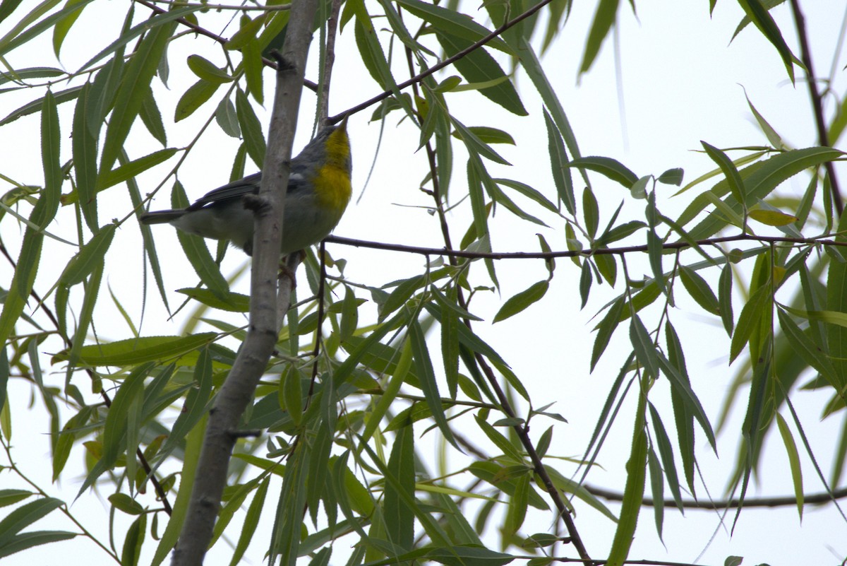 Northern Parula - ML635556663