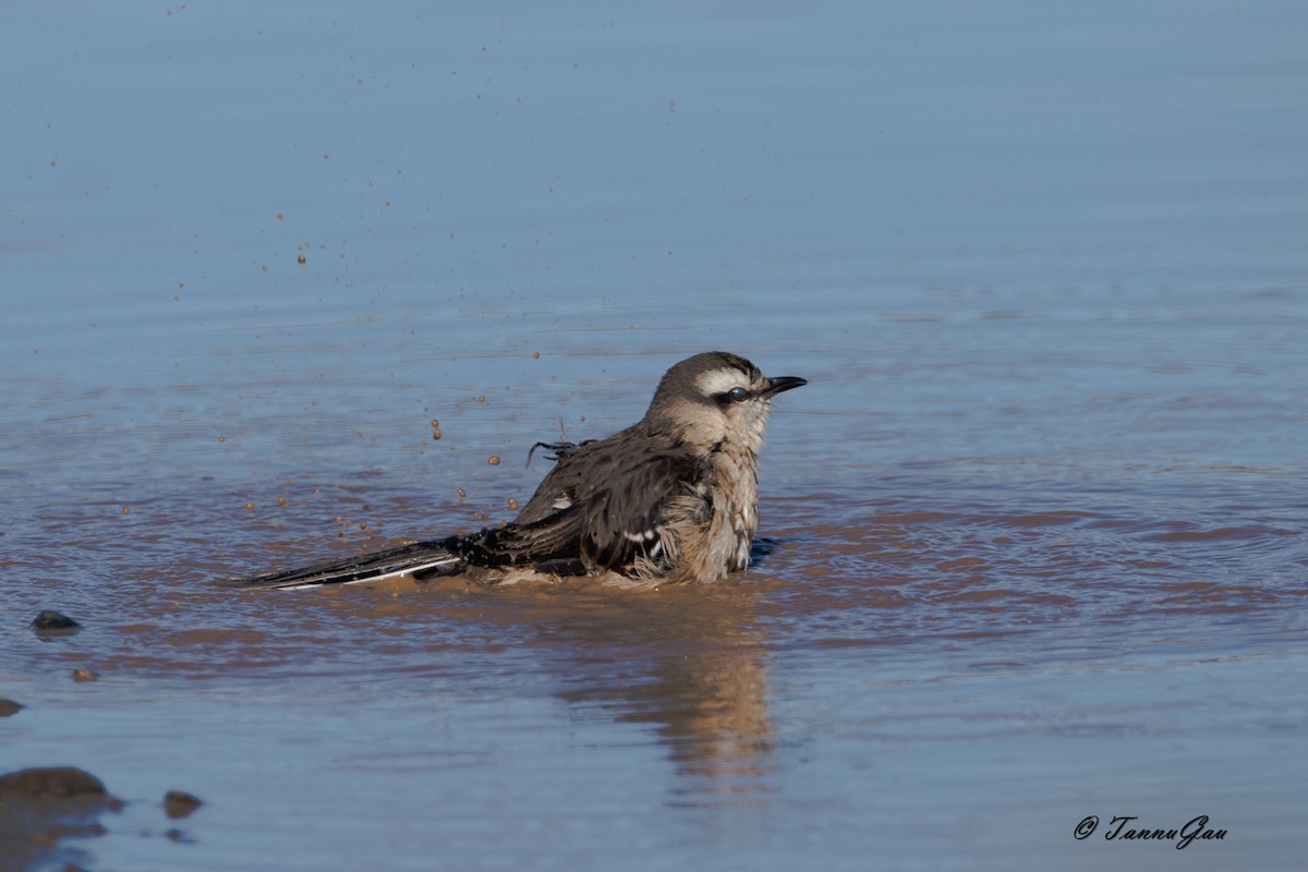 Moqueur de Patagonie - ML635556679