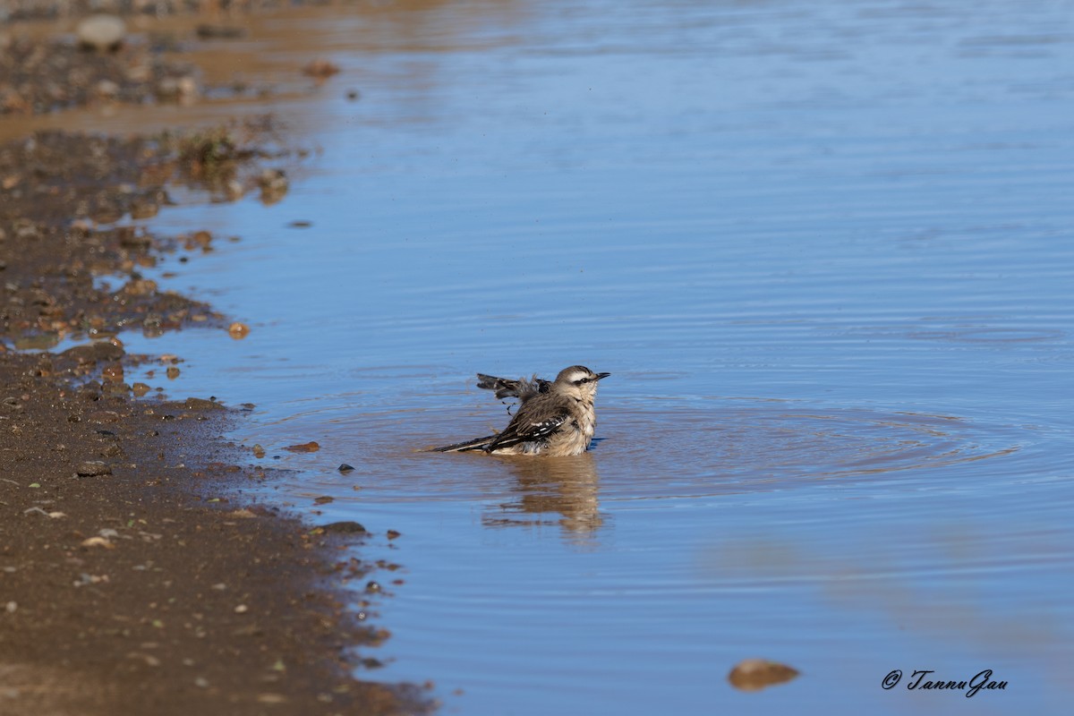 Moqueur de Patagonie - ML635556684