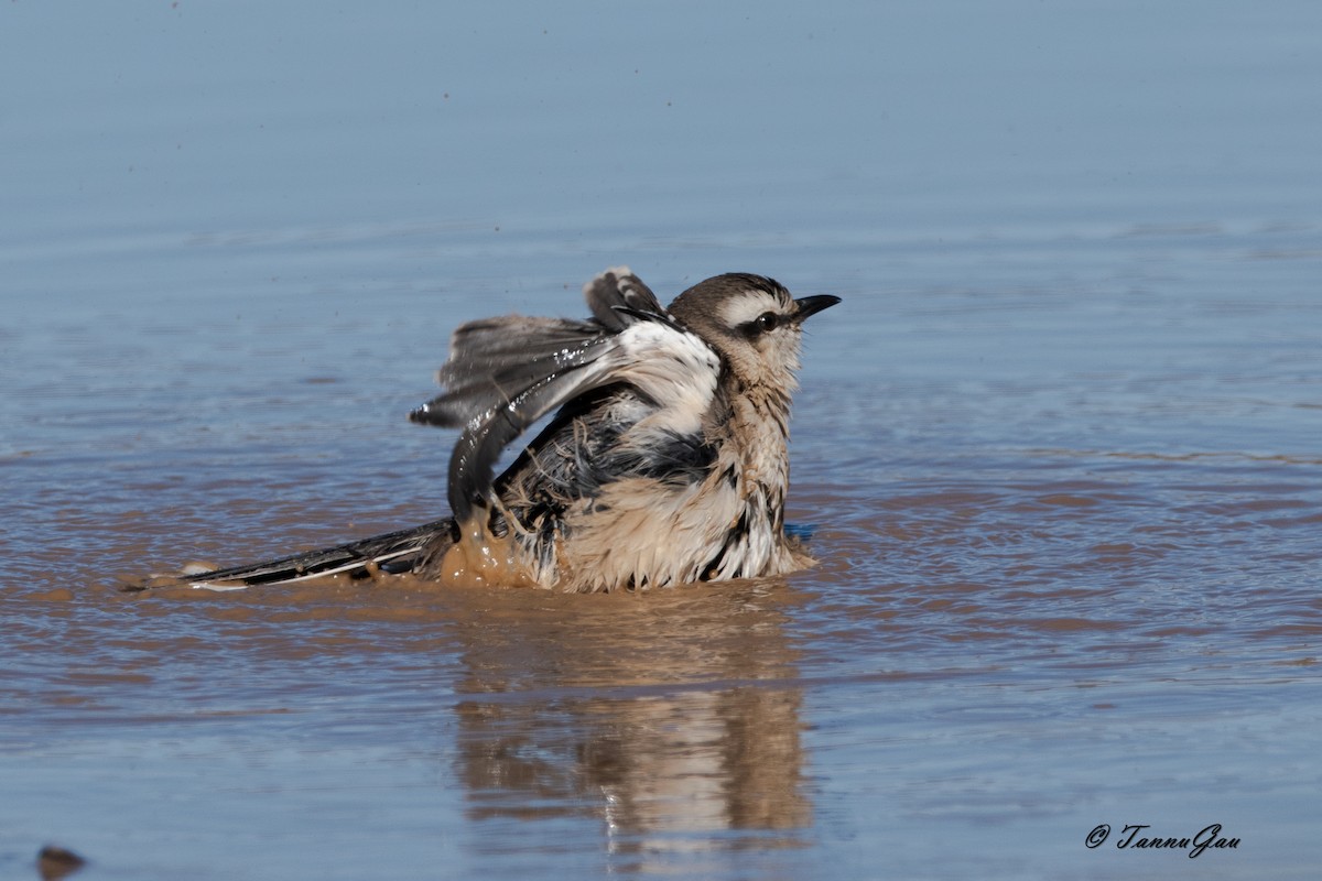 Moqueur de Patagonie - ML635556687