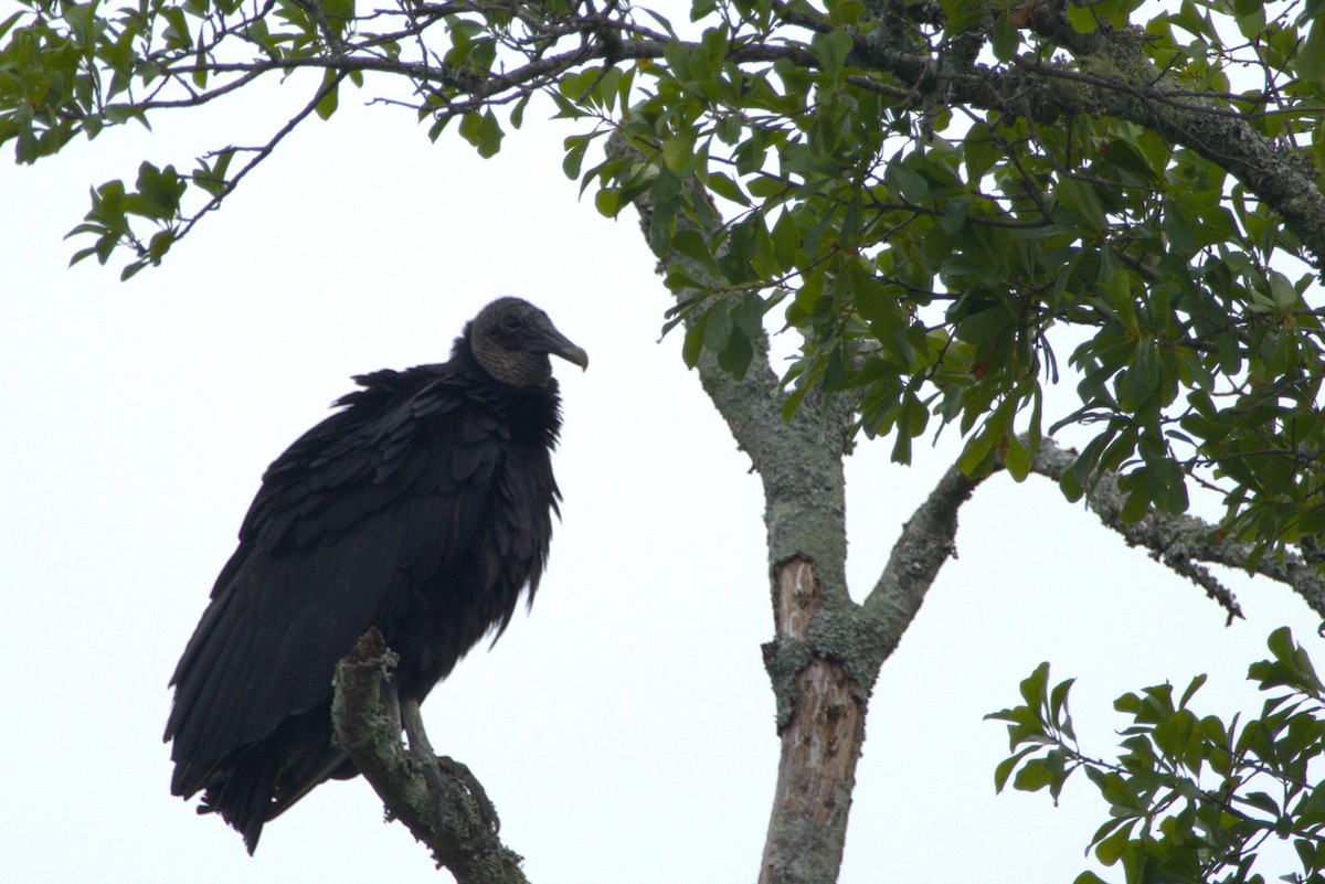 Black Vulture - ML635556691