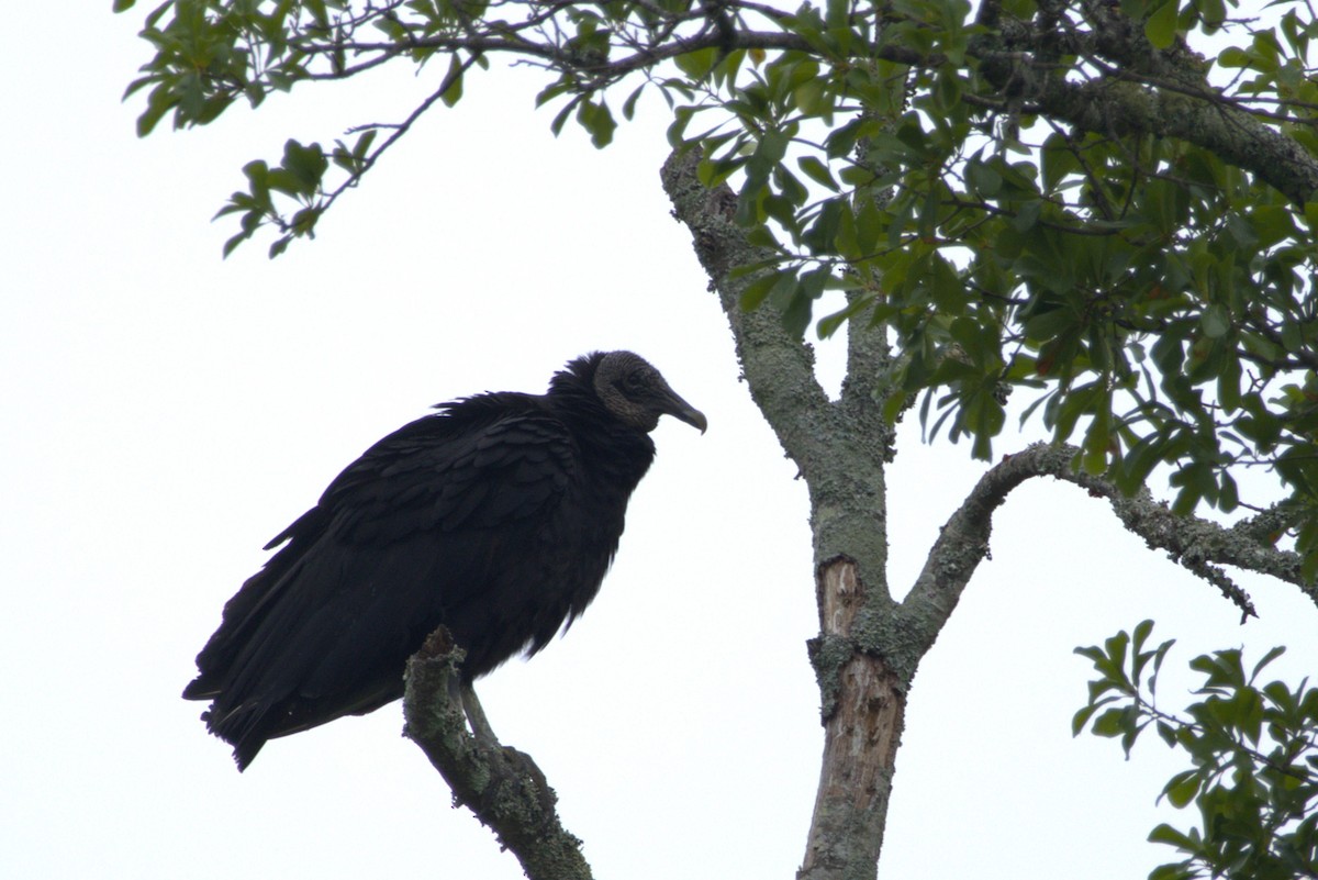 Black Vulture - ML635556692