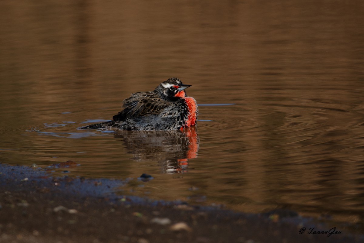 Sturnelle australe - ML635556695