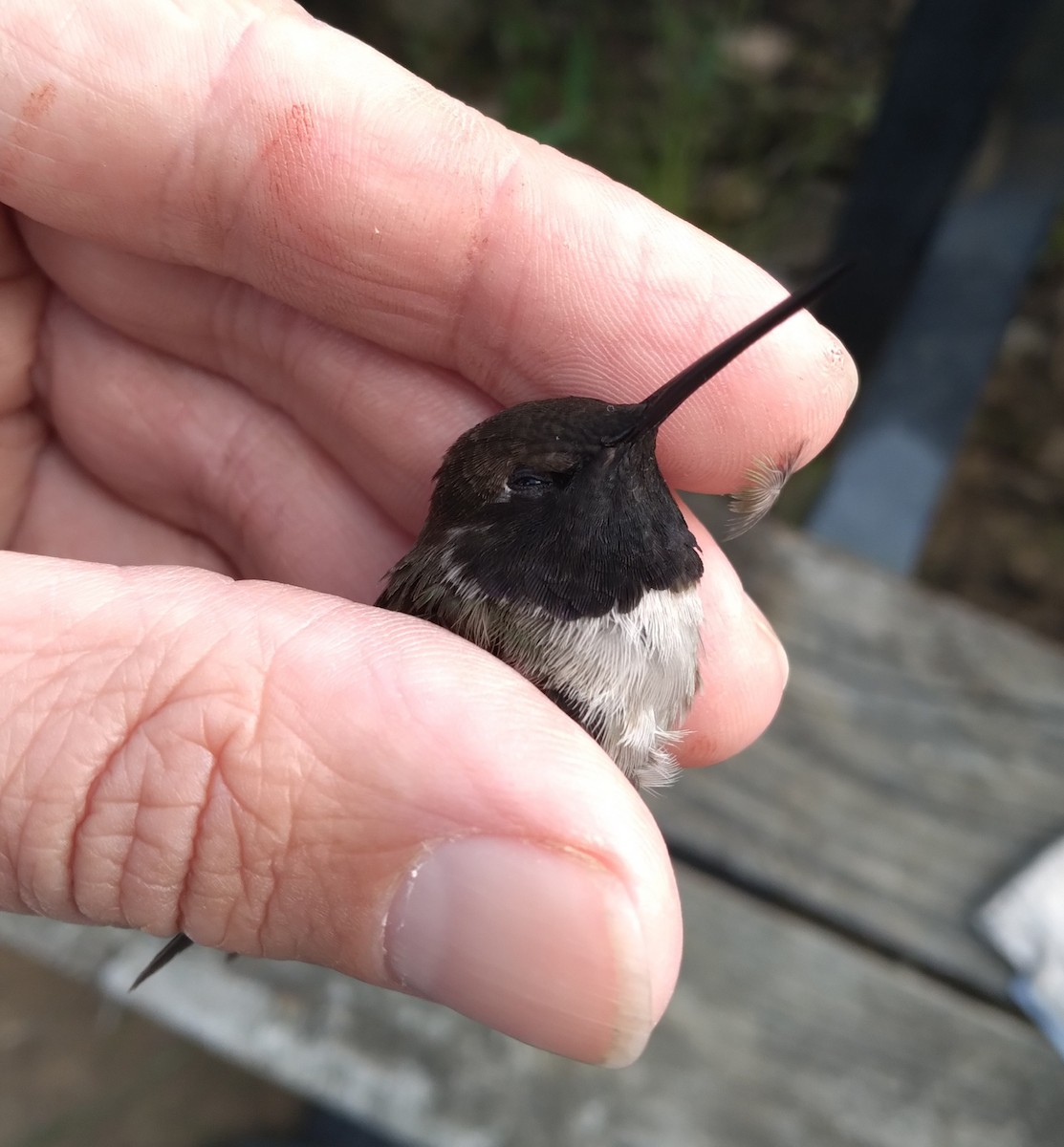 Black-chinned Hummingbird - ML635556826