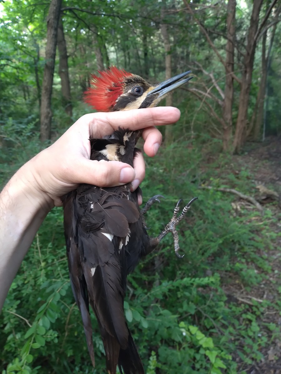Pileated Woodpecker - ML635556841