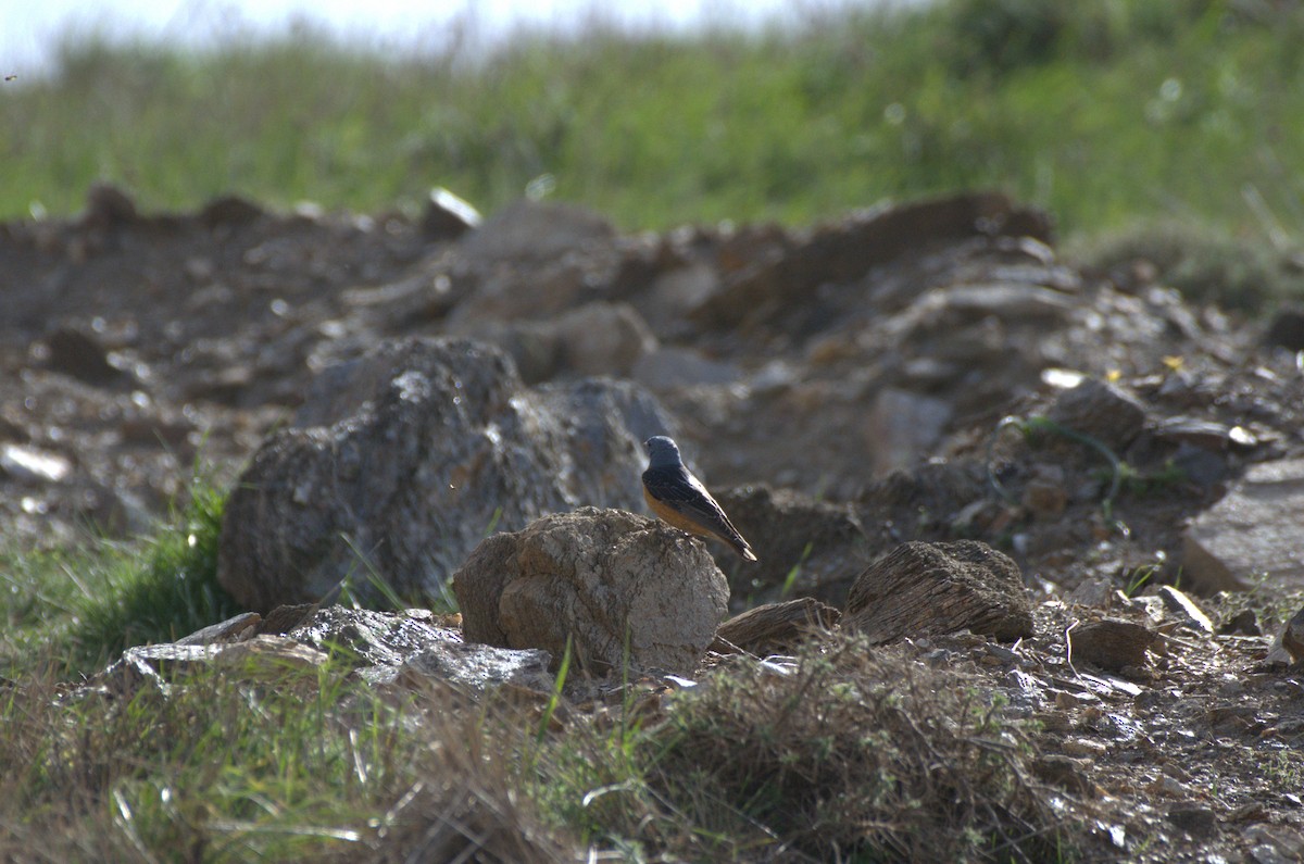 Rufous-tailed Rock-Thrush - ML635557112