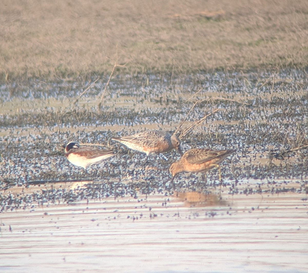 Red Knot - ML635557113