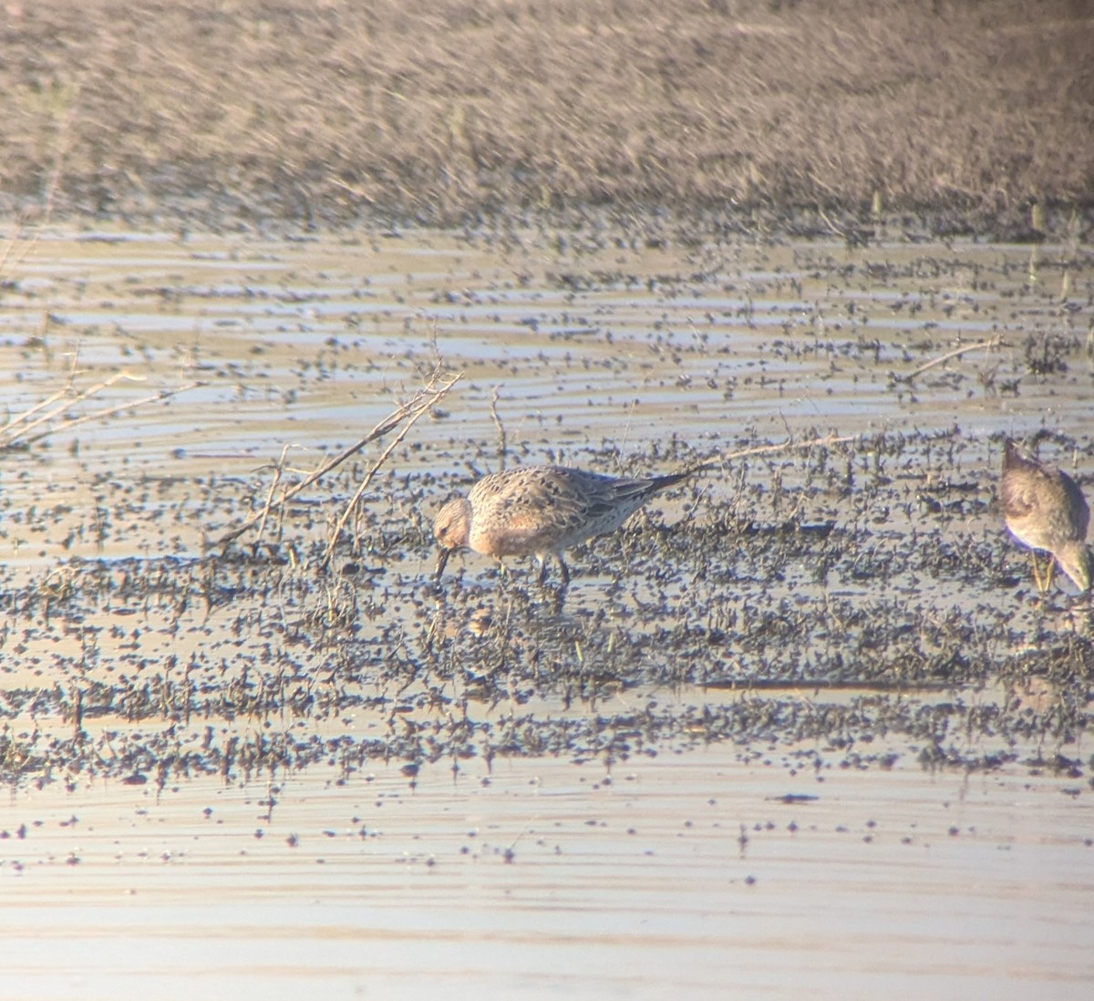 Red Knot - ML635557114