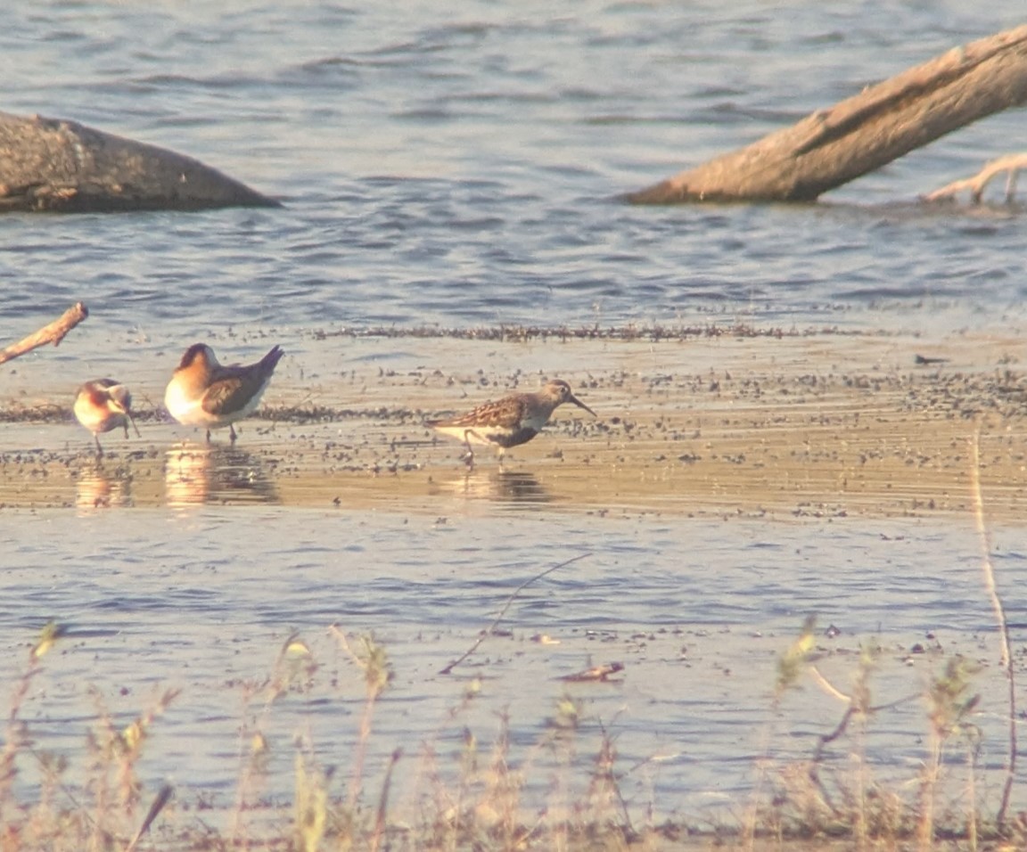 Dunlin - ML635557123