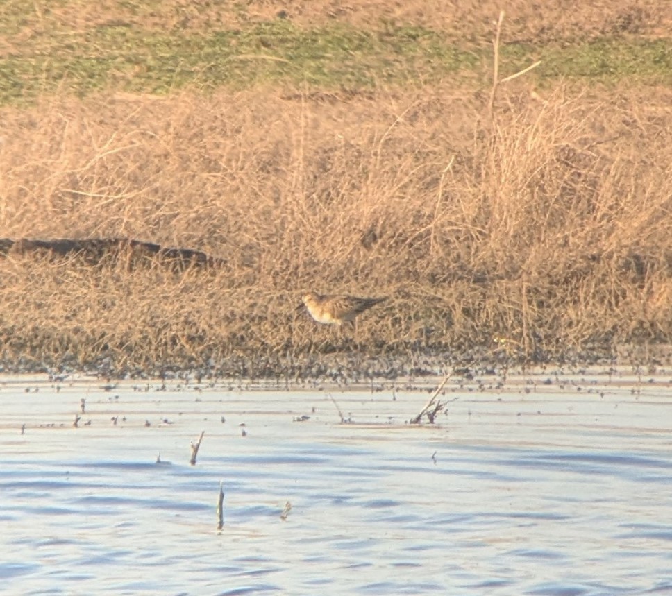 Semipalmated Sandpiper - ML635557133