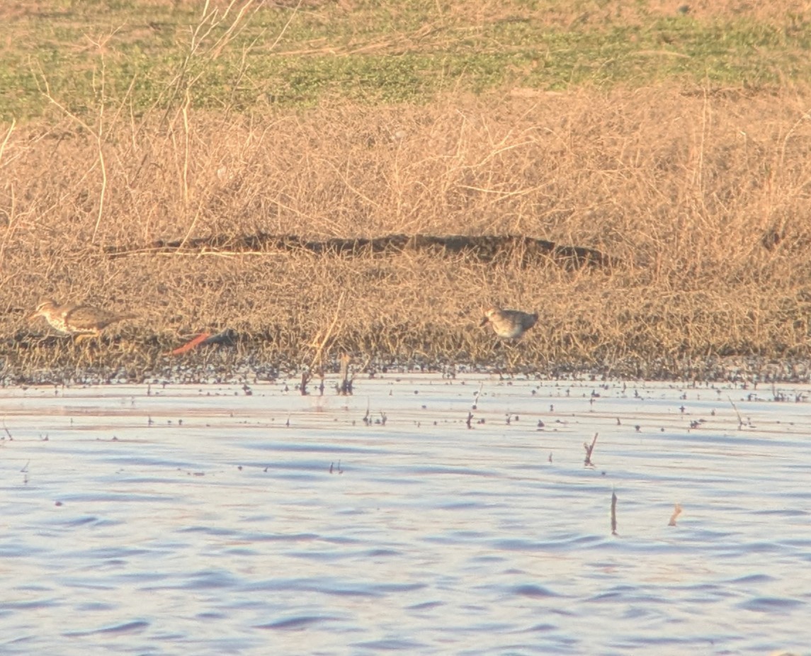 Semipalmated Sandpiper - ML635557134