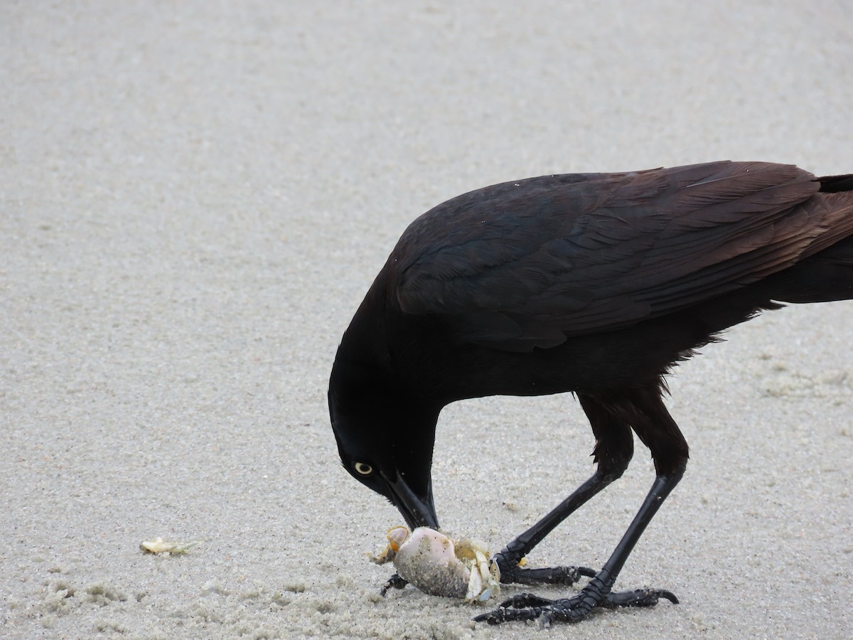 Boat-tailed Grackle - ML635557206