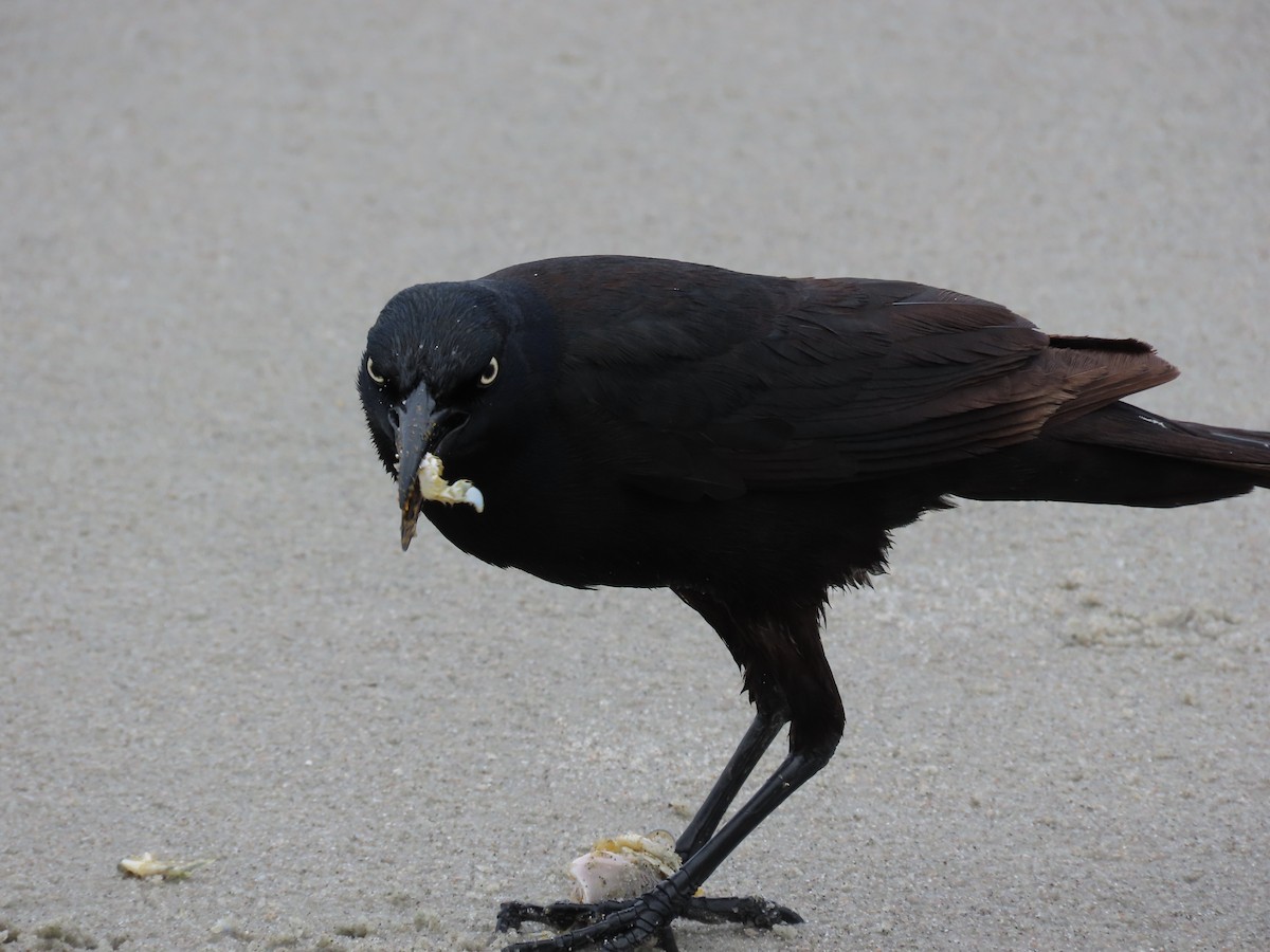 Boat-tailed Grackle - ML635557216