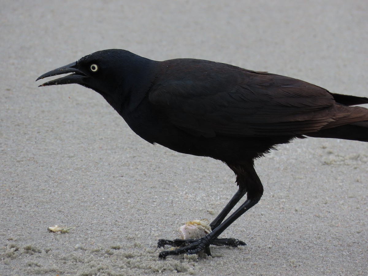 Boat-tailed Grackle - ML635557246