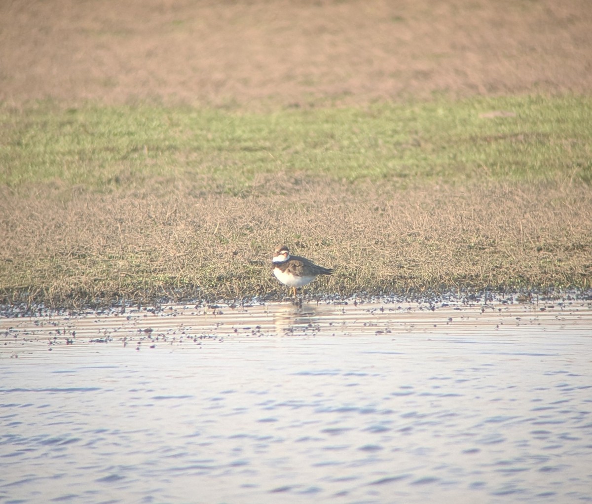 Semipalmated Plover - ML635557249