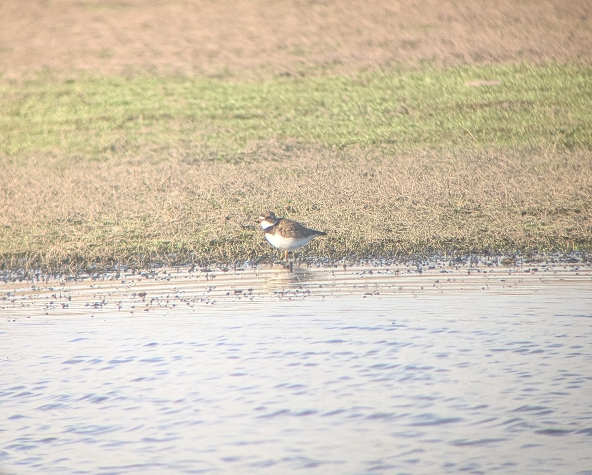 Semipalmated Plover - ML635557250