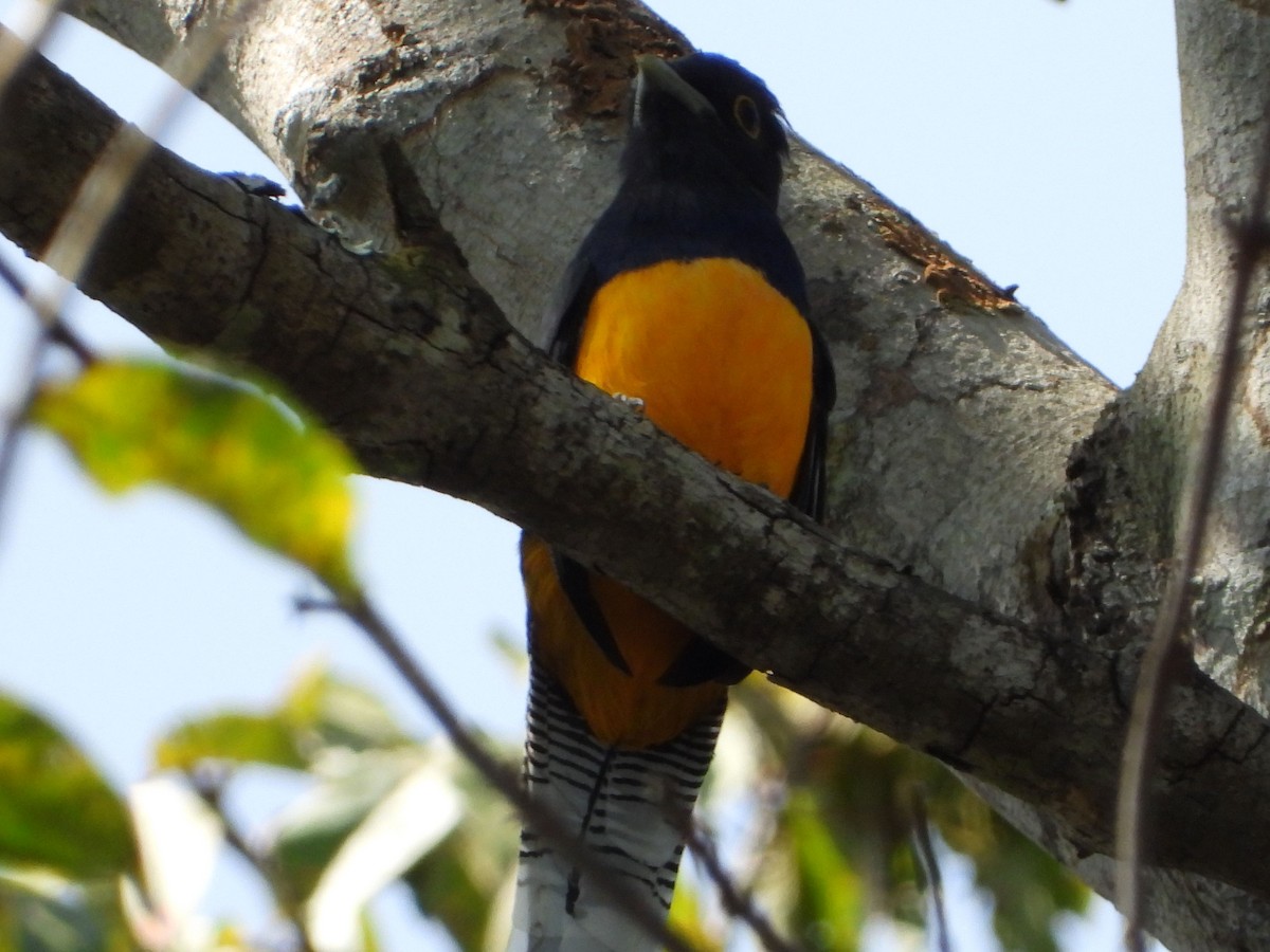 Amazonian Trogon - ML635557333