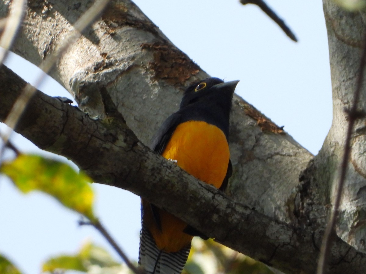 Amazonian Trogon - ML635557334