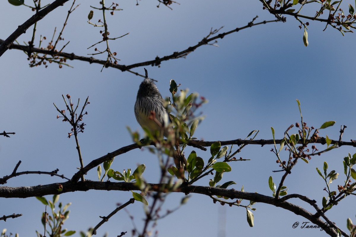 Taurillon mésange - ML635557413