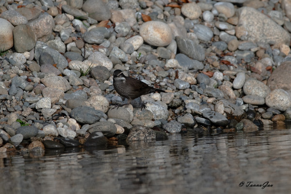 Cinclode à ventre sombre - ML635557429