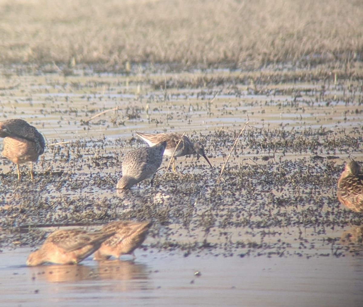 Stilt Sandpiper - ML635557438