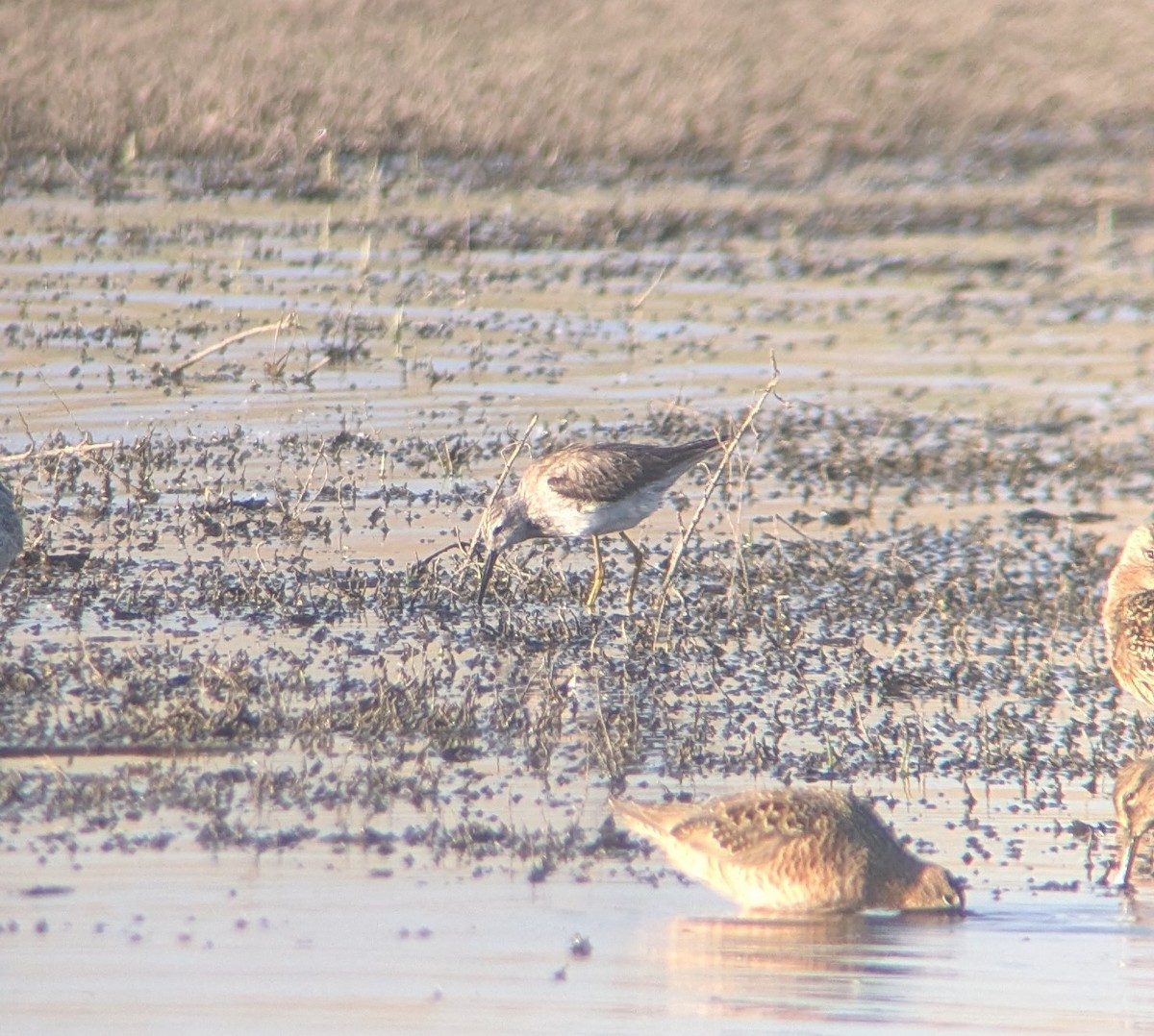 Stilt Sandpiper - ML635557439