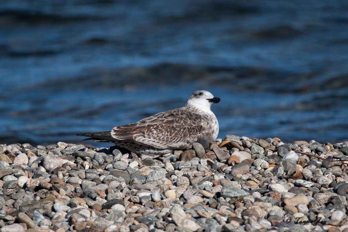 Goéland dominicain - ML635557452